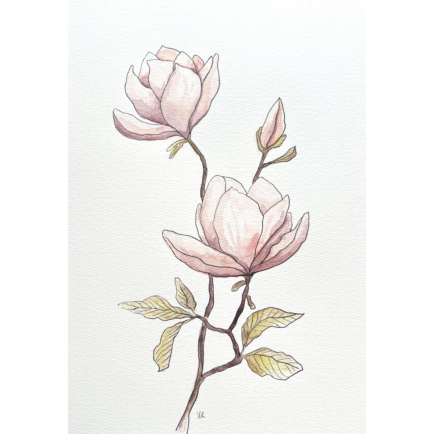 magnolie obraz